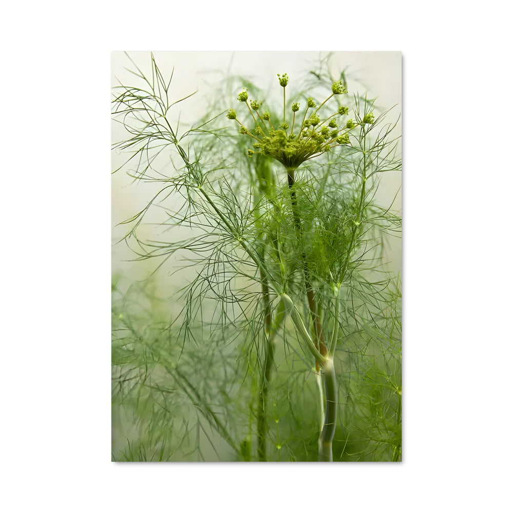 Poster Aneth Verdoyant