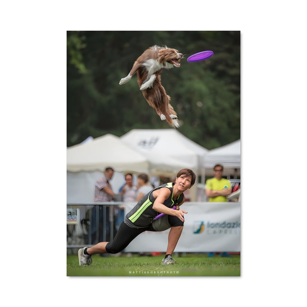 Poster Frisbee Dog Showdown