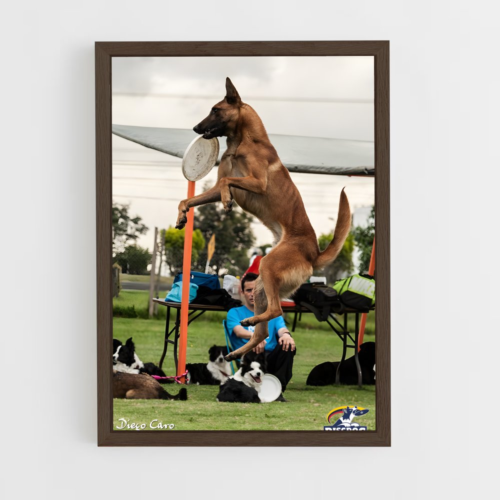 ap-disc dog world championships-1 cadre Bois foncé
