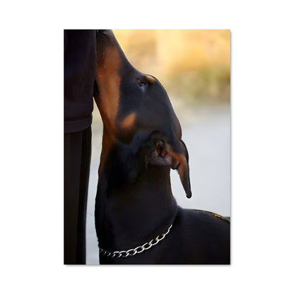 Poster Mon Compagnon Doberman