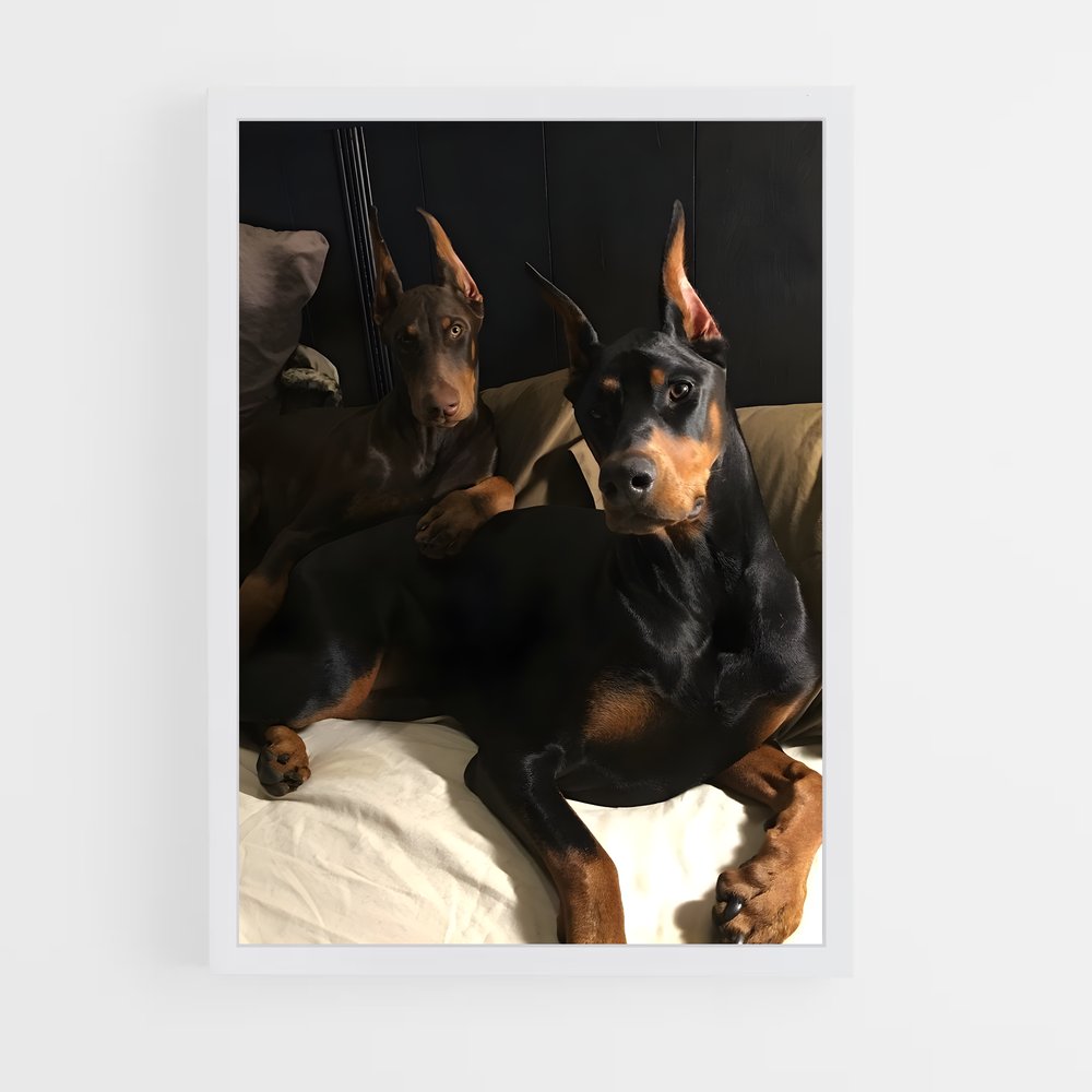 ap-doberman pinscher-1 cadre Blanc