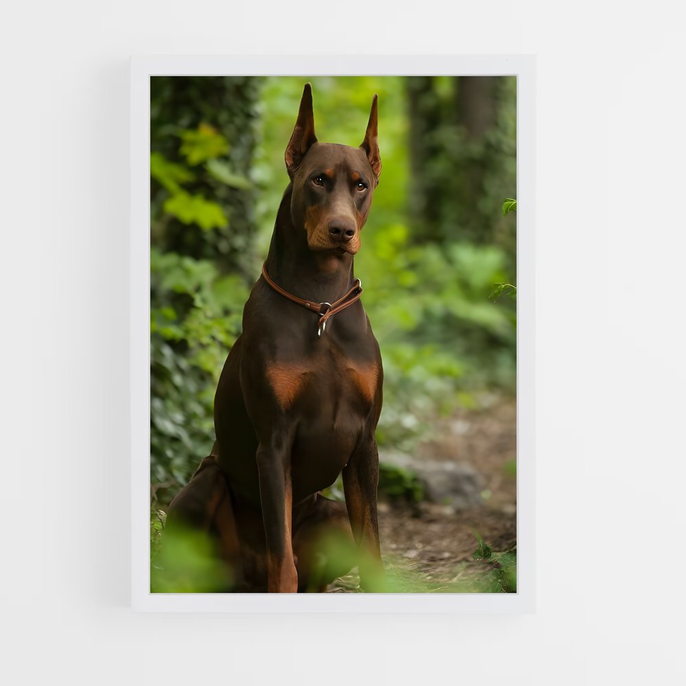 ap-doberman pinscher-3 cadre Blanc