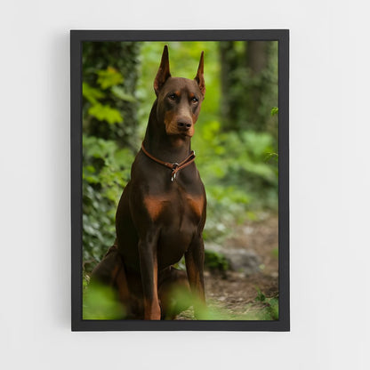 ap-doberman pinscher-3 cadre Noir