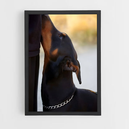 ap-doberman pinscher-4 cadre Noir