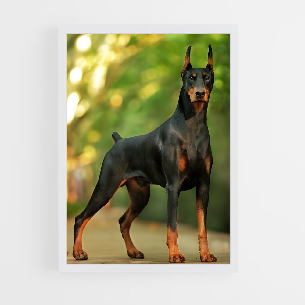 ap-doberman pinscher-6 cadre Blanc