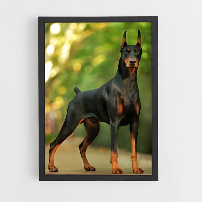 ap-doberman pinscher-6 cadre Noir
