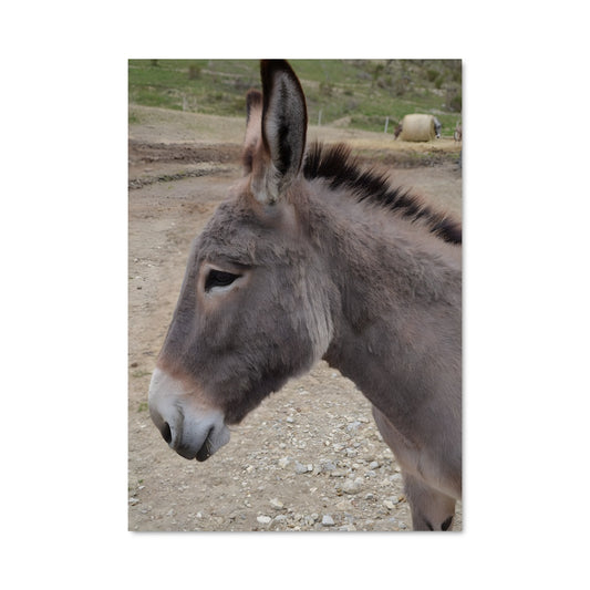 Poster L'Âne Curieux