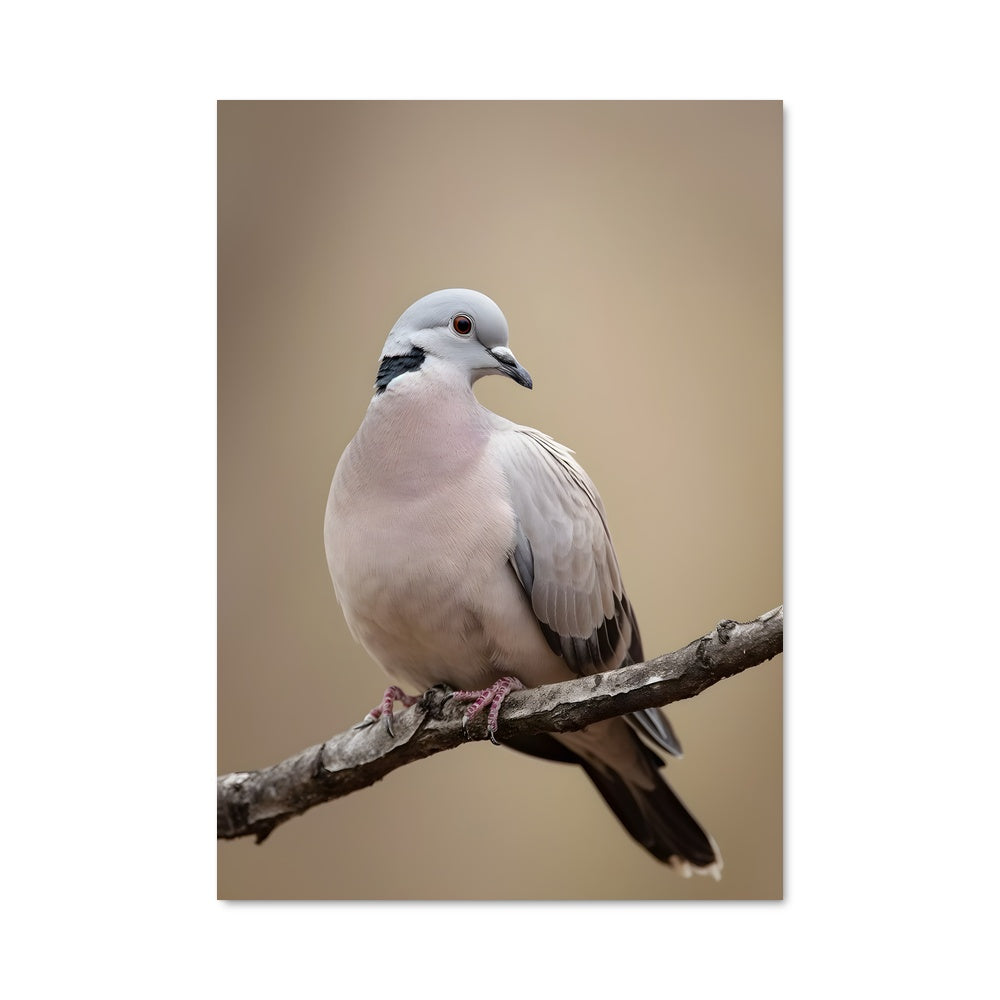 Poster Dove Serenade