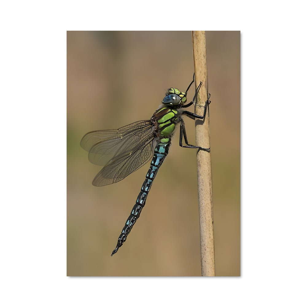 Poster Libellule Émeraude