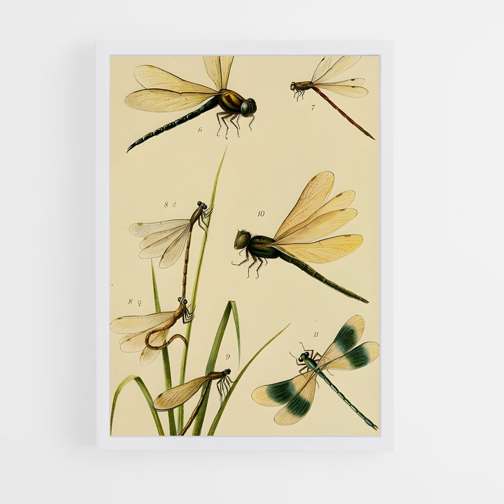 ap-dragonfly-5 cadre Blanc