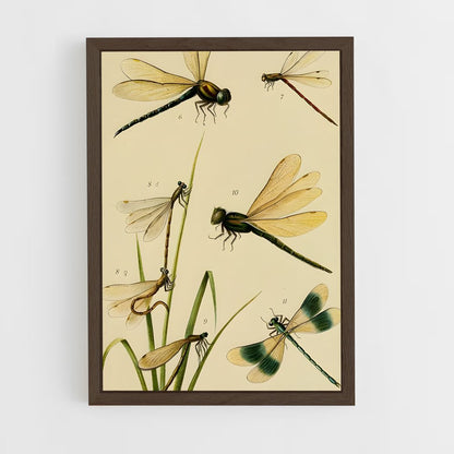 ap-dragonfly-5 cadre Bois foncé