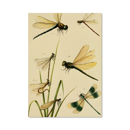 Poster Danse des Libellules