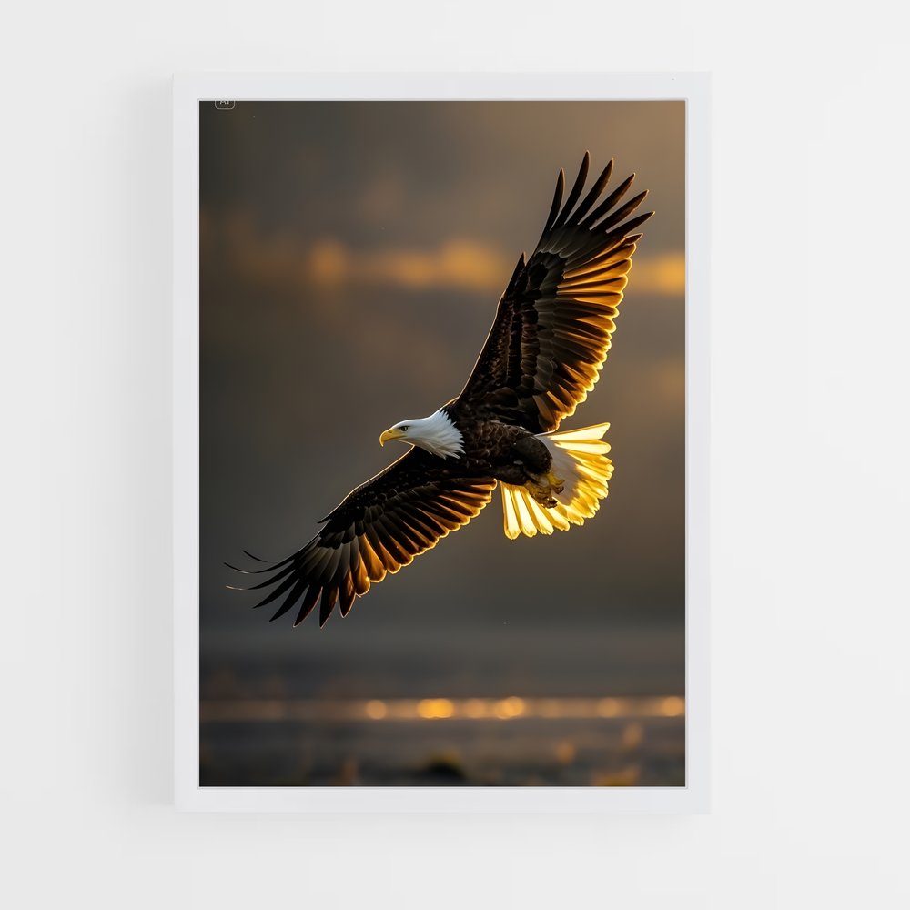 ap-eagle-10 cadre Blanc