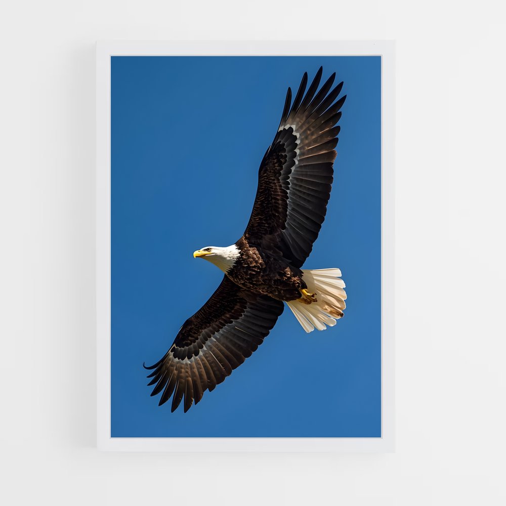 ap-eagle-4 cadre Blanc