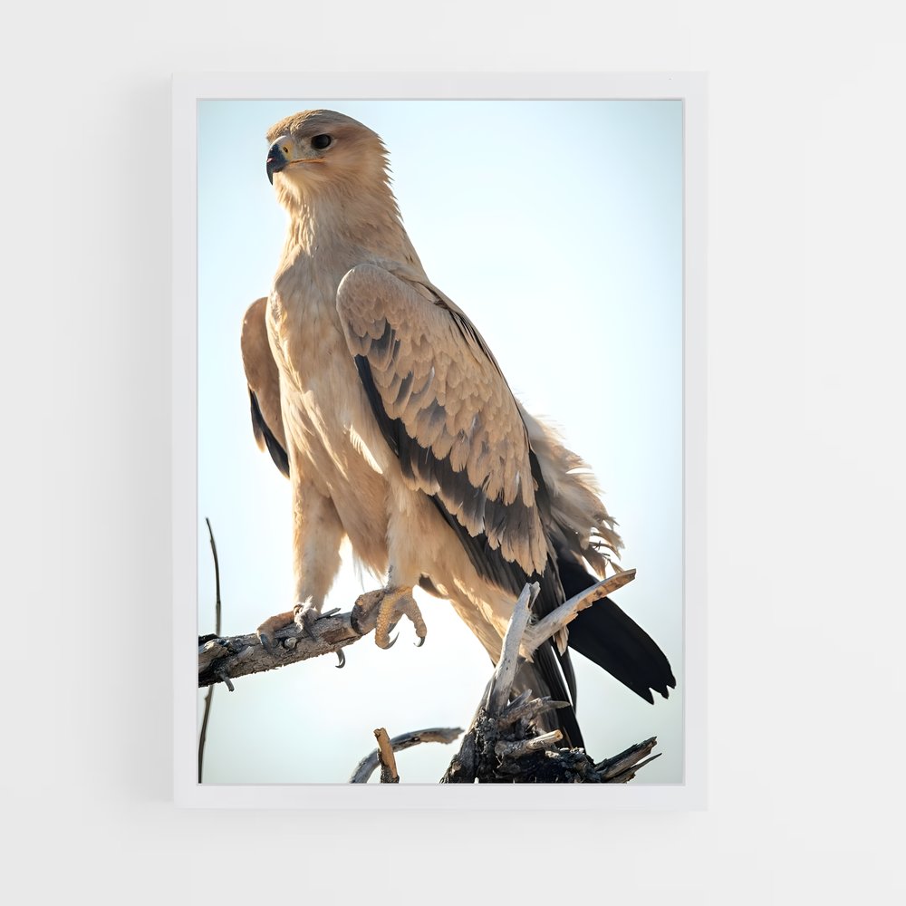 ap-eagle-6 cadre Blanc