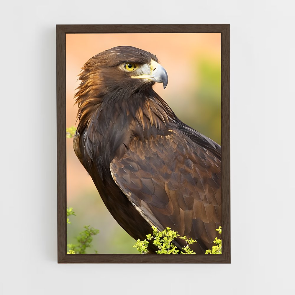 ap-eagle-7 cadre Bois foncé