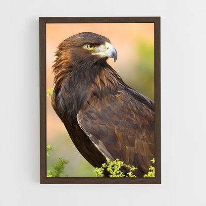 ap-eagle-7 cadre Bois foncé