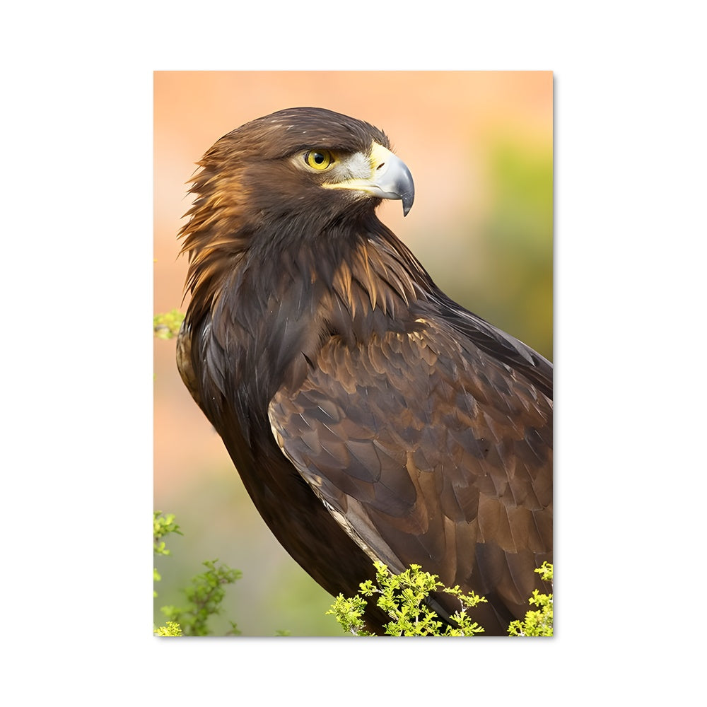 Poster Eagle 83489