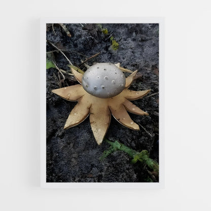 ap-earthstar-1 cadre Blanc