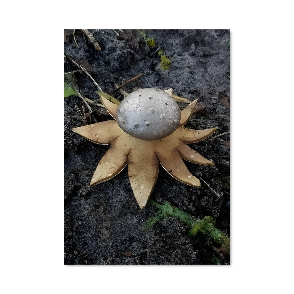 Poster Champignon Étoilé