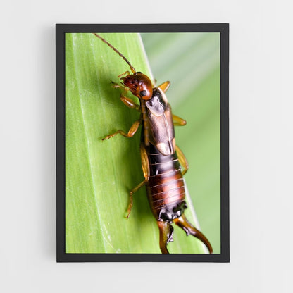 ap-earwig-1 cadre Noir