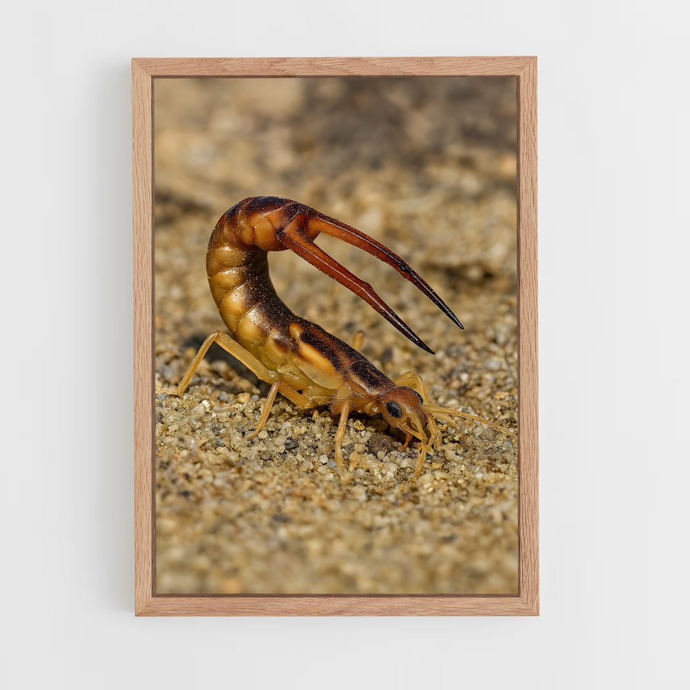 ap-earwig-2 cadre Bois clair