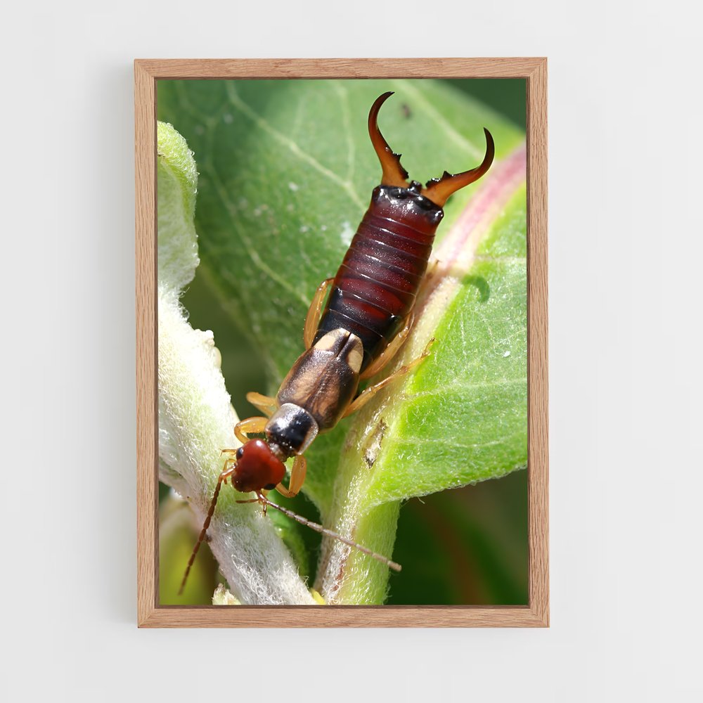 ap-earwig-3 cadre Bois clair