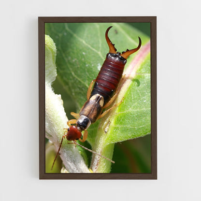 ap-earwig-3 cadre Bois foncé