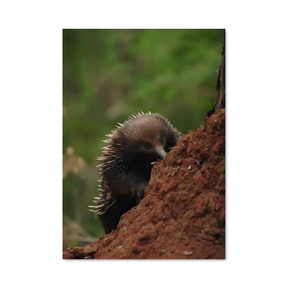 Poster Porshy Porshy