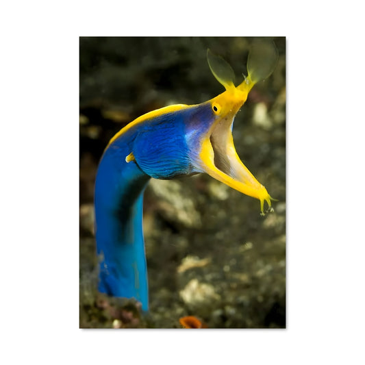 Poster Poisson Éclatant