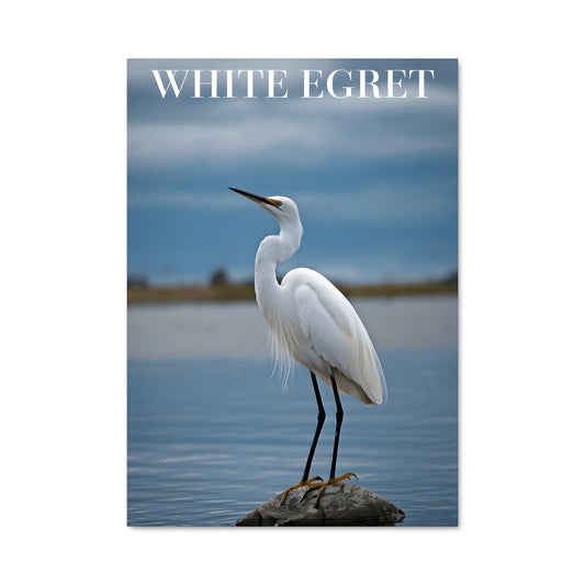 Poster L'Égretta Majestueuse