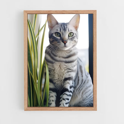 ap-egyptian mau-5 cadre Bois clair
