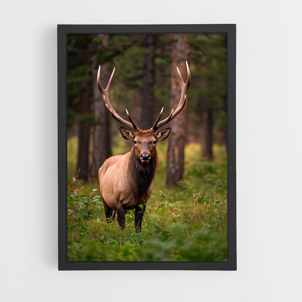 ap-elk-2 cadre Noir