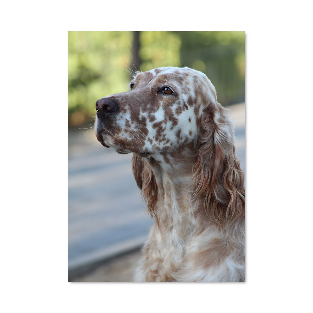 Poster Spot on English Setter