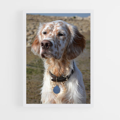 ap-english setter-1 cadre Blanc