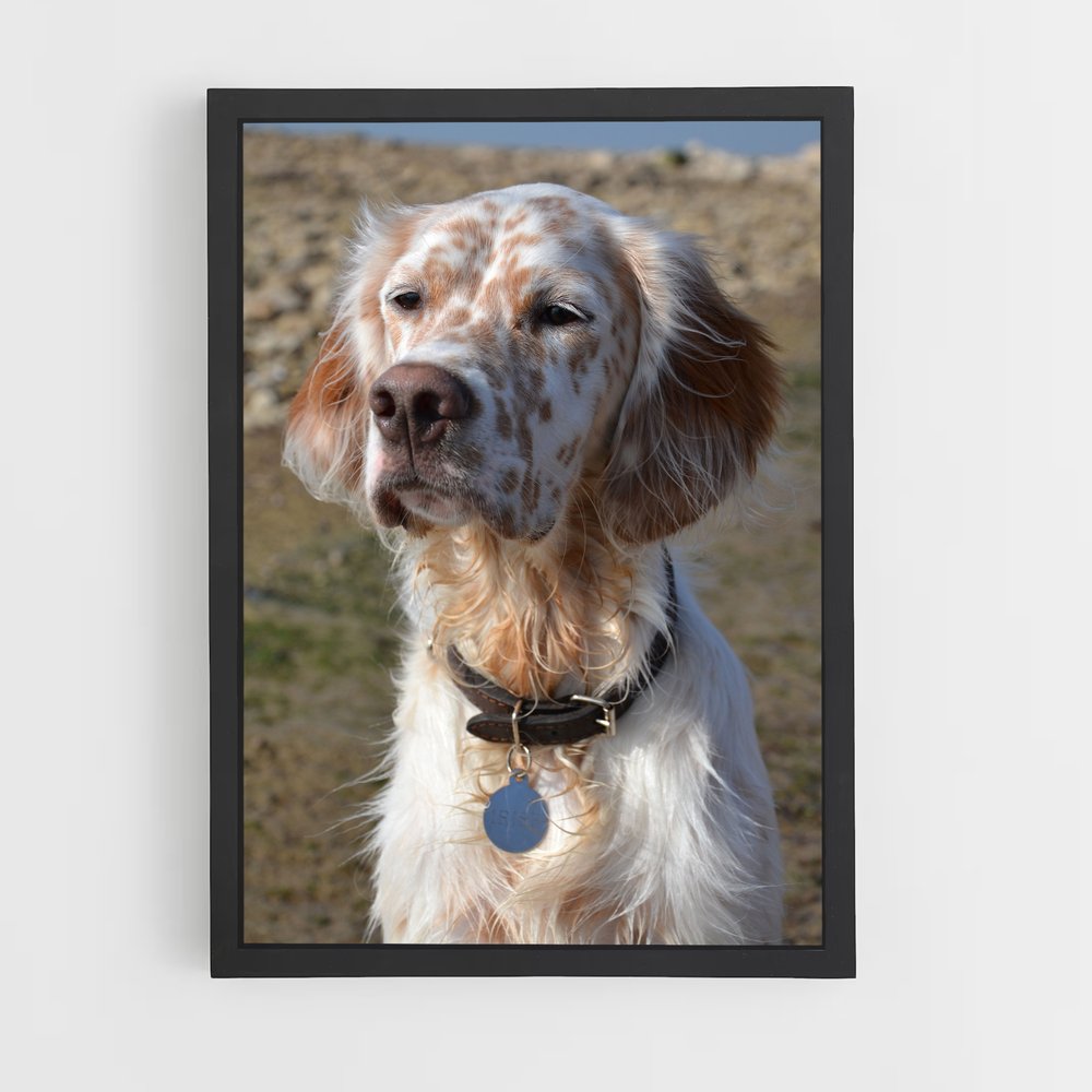 ap-english setter-1 cadre Noir