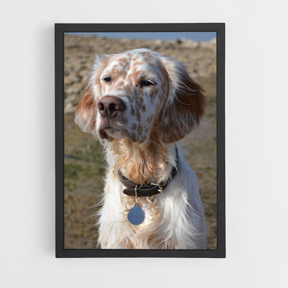 ap-english setter-1 cadre Noir