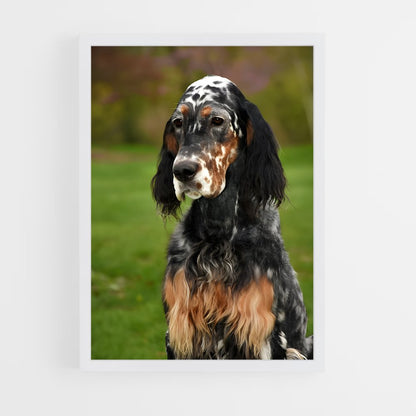 ap-english setter-3 cadre Blanc