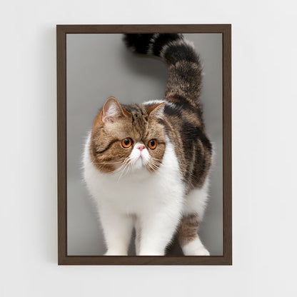 ap-exotic shorthair-1 cadre Bois foncé