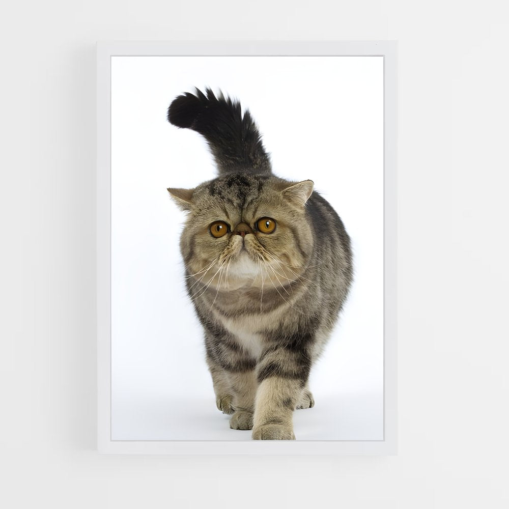 ap-exotic shorthair-2 cadre Blanc