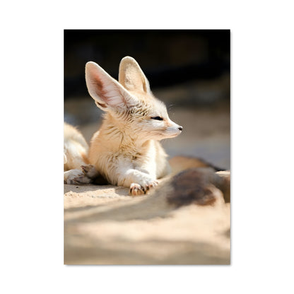 Poster Fennec en Éveil