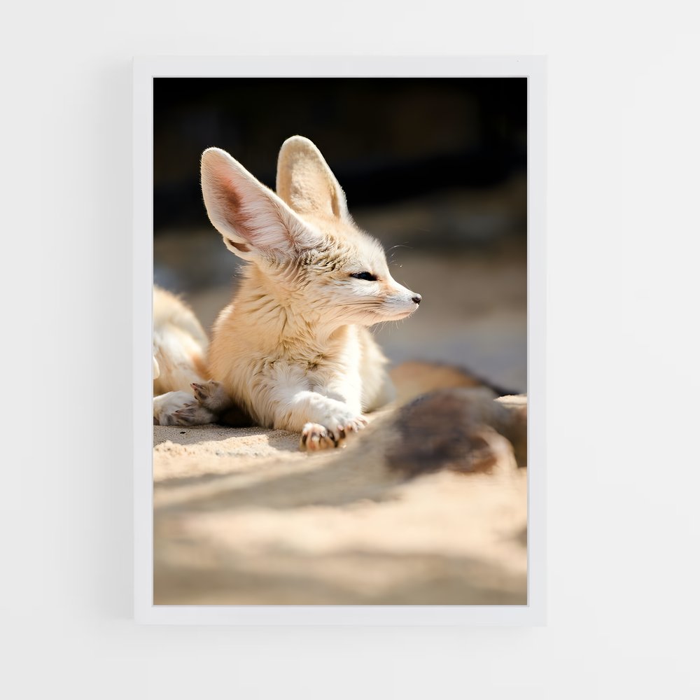 ap-fennec fox-2 cadre Blanc