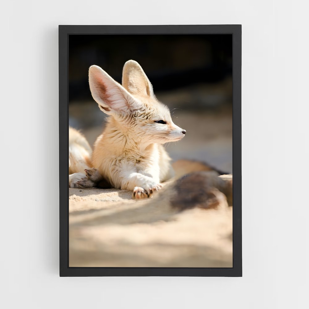 ap-fennec fox-2 cadre Noir