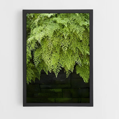 ap-ferns-9 cadre Noir