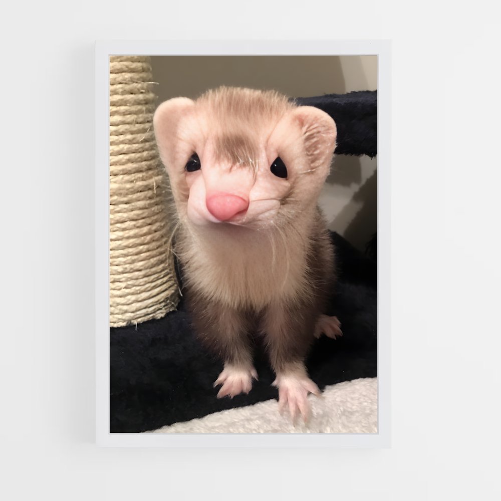 ap-ferret-1 cadre Blanc