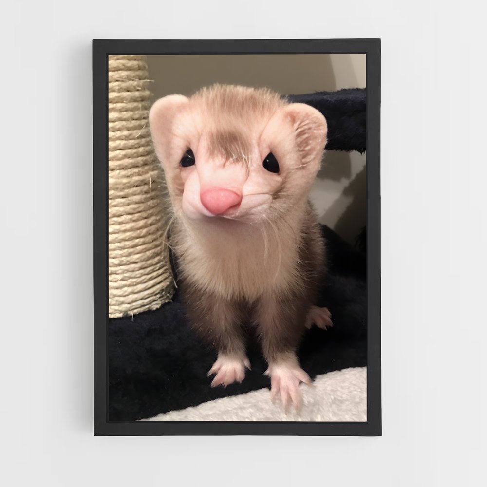 ap-ferret-1 cadre Noir