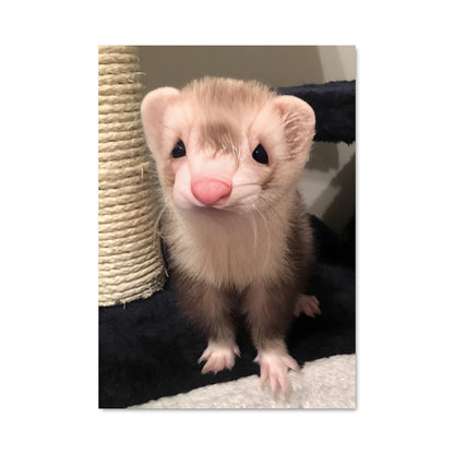 Poster Furet Fantaisie