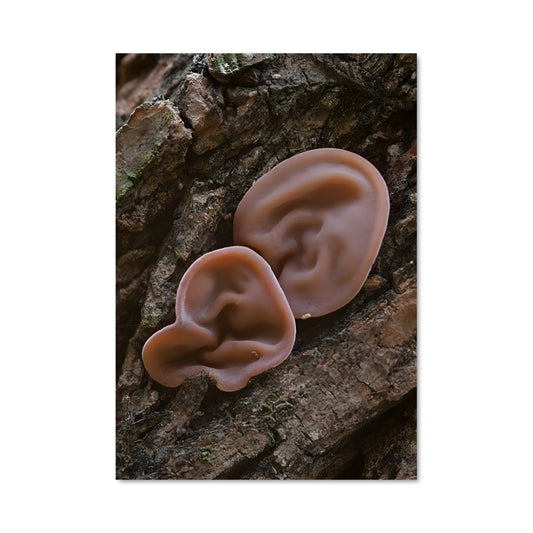 Poster Field mushroom 94214