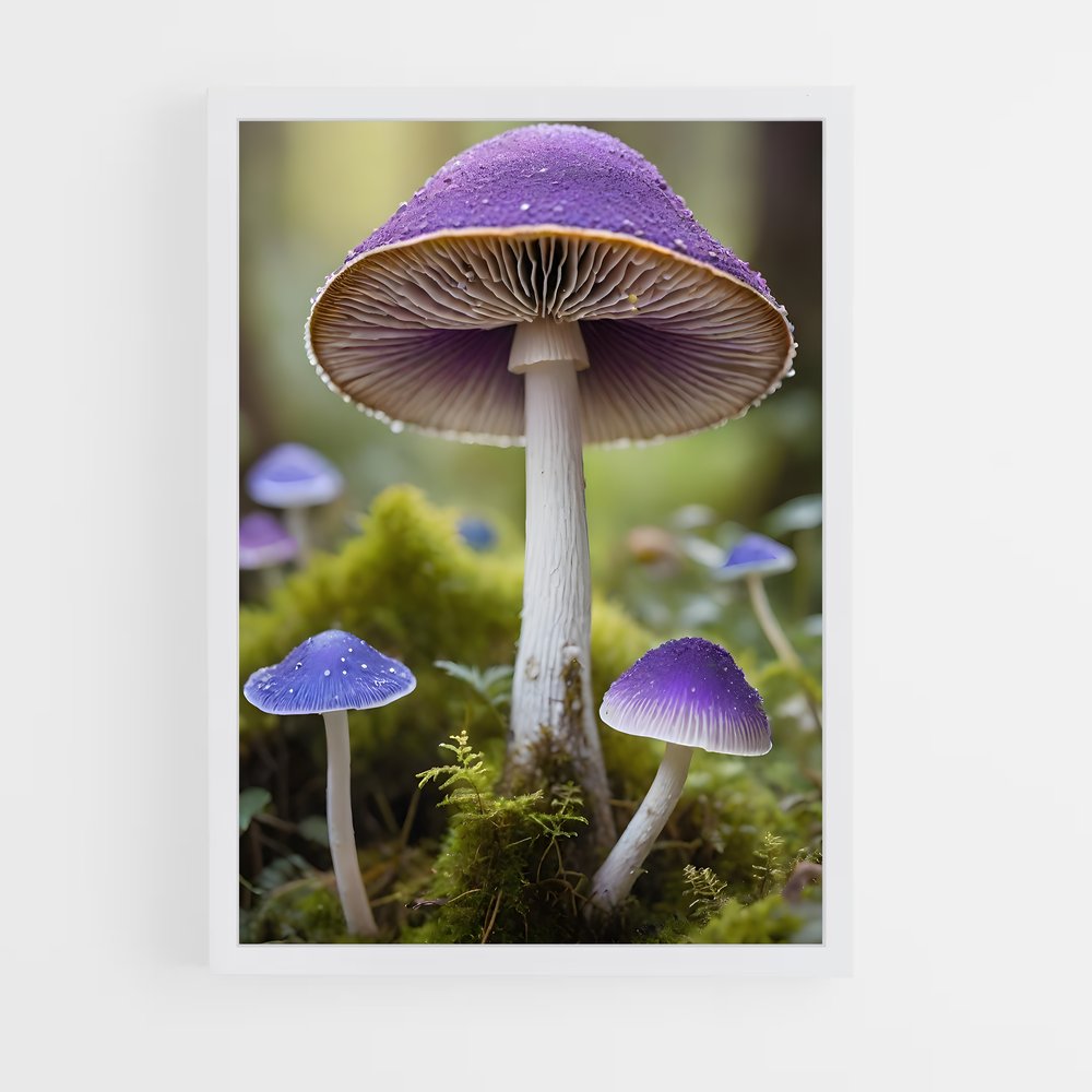 ap-field mushroom-1 cadre Blanc