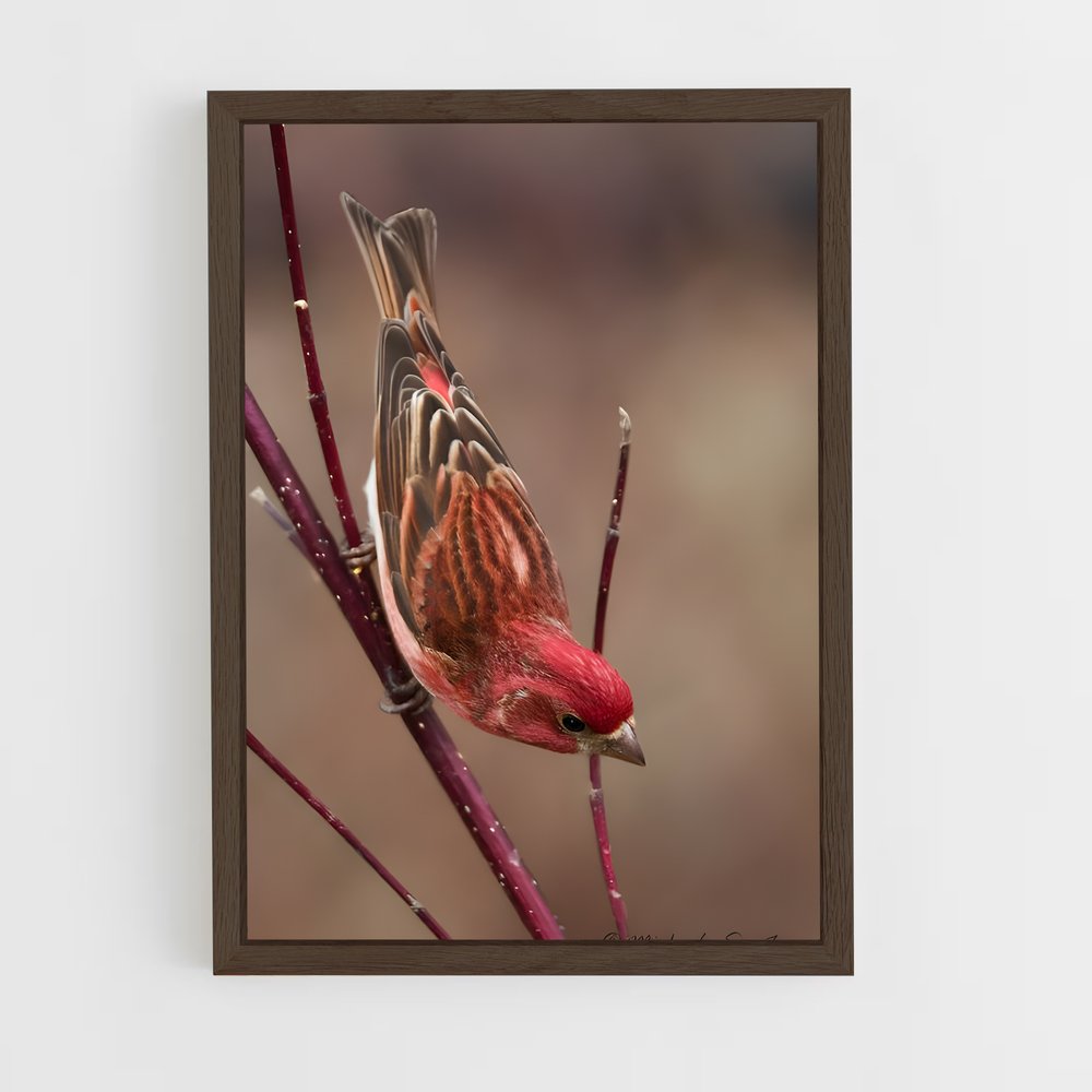 ap-finch-2 cadre Bois foncé